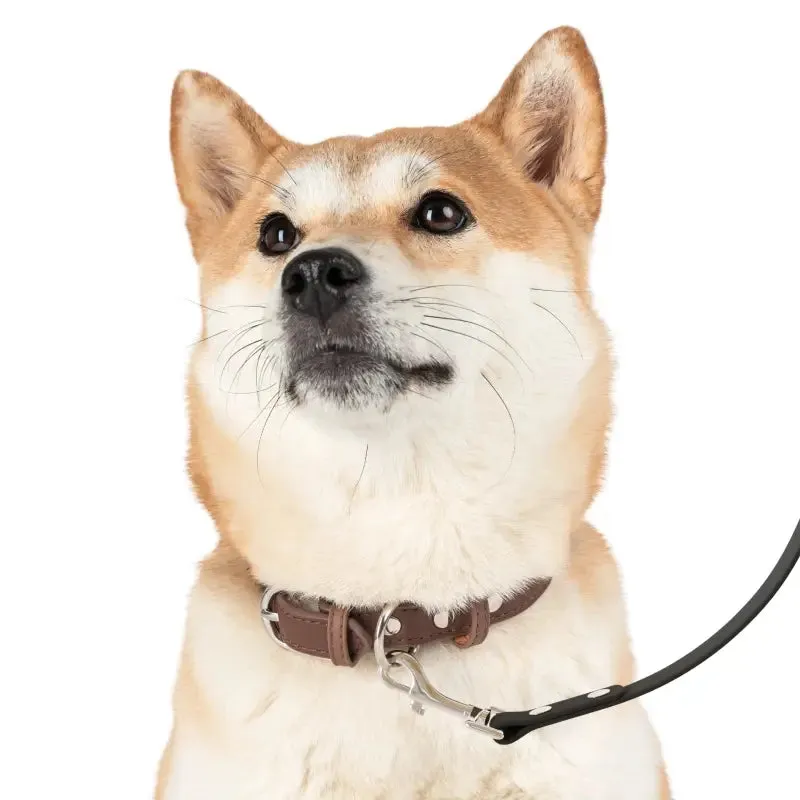 Paws Itively Stylish Dog Print Pattern Leash