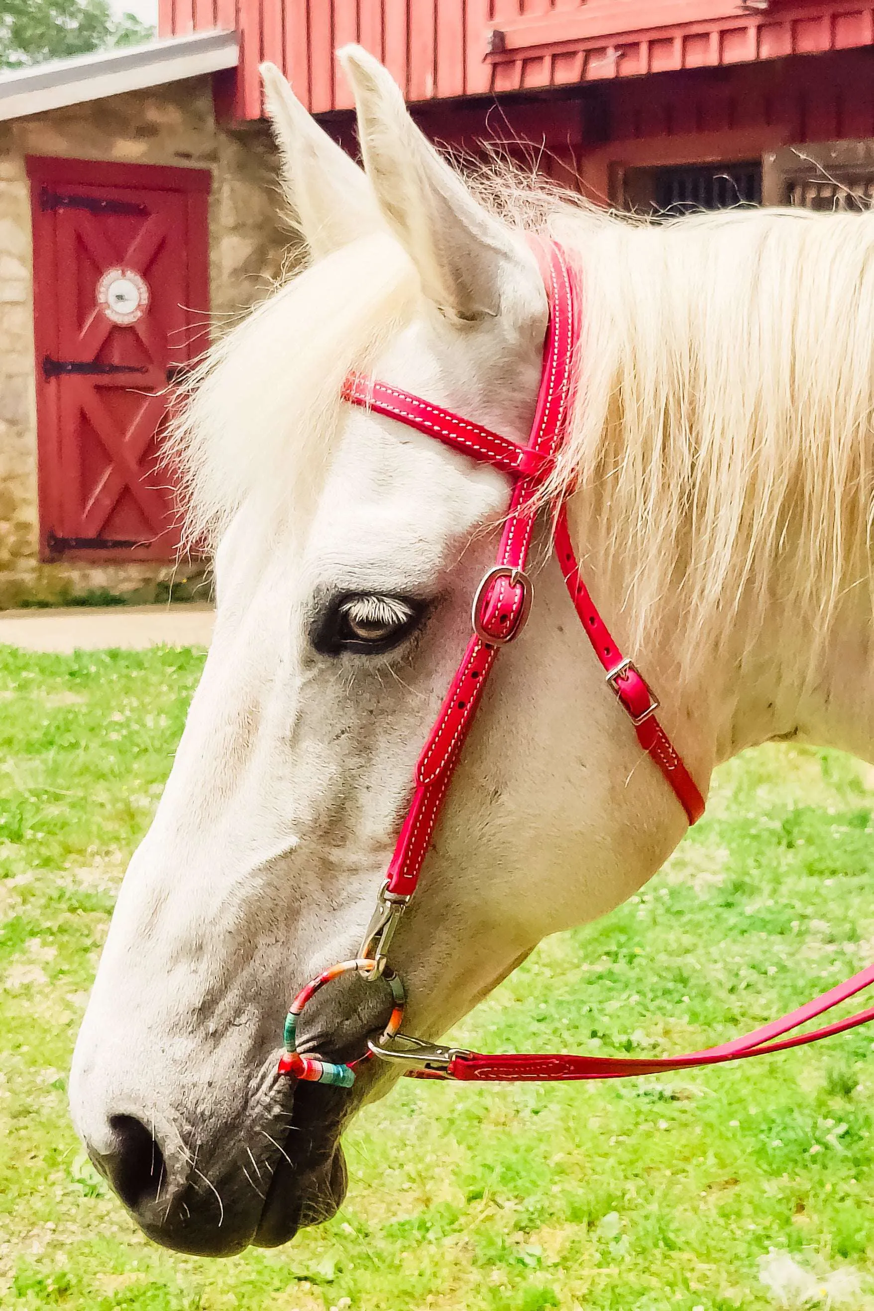 Pink Leather Quick Change Working Headstall